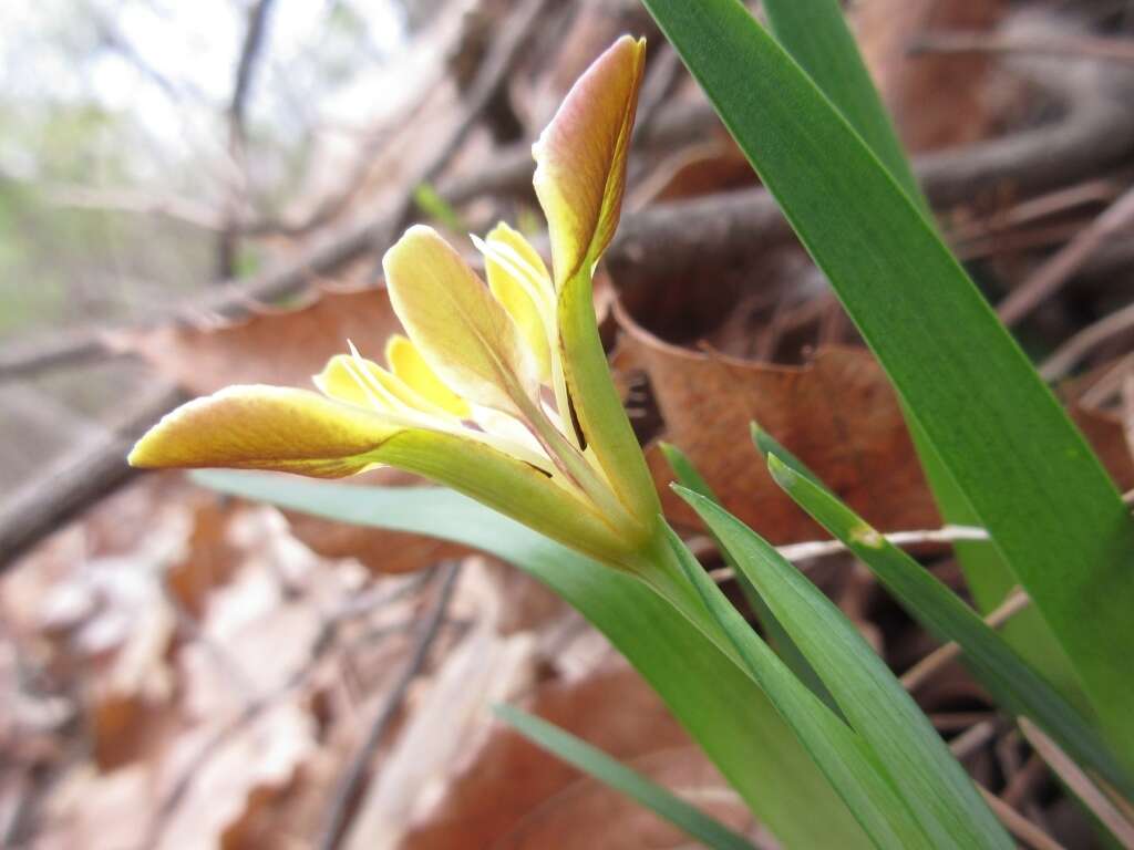 Sivun Iris minutoaurea Makino kuva