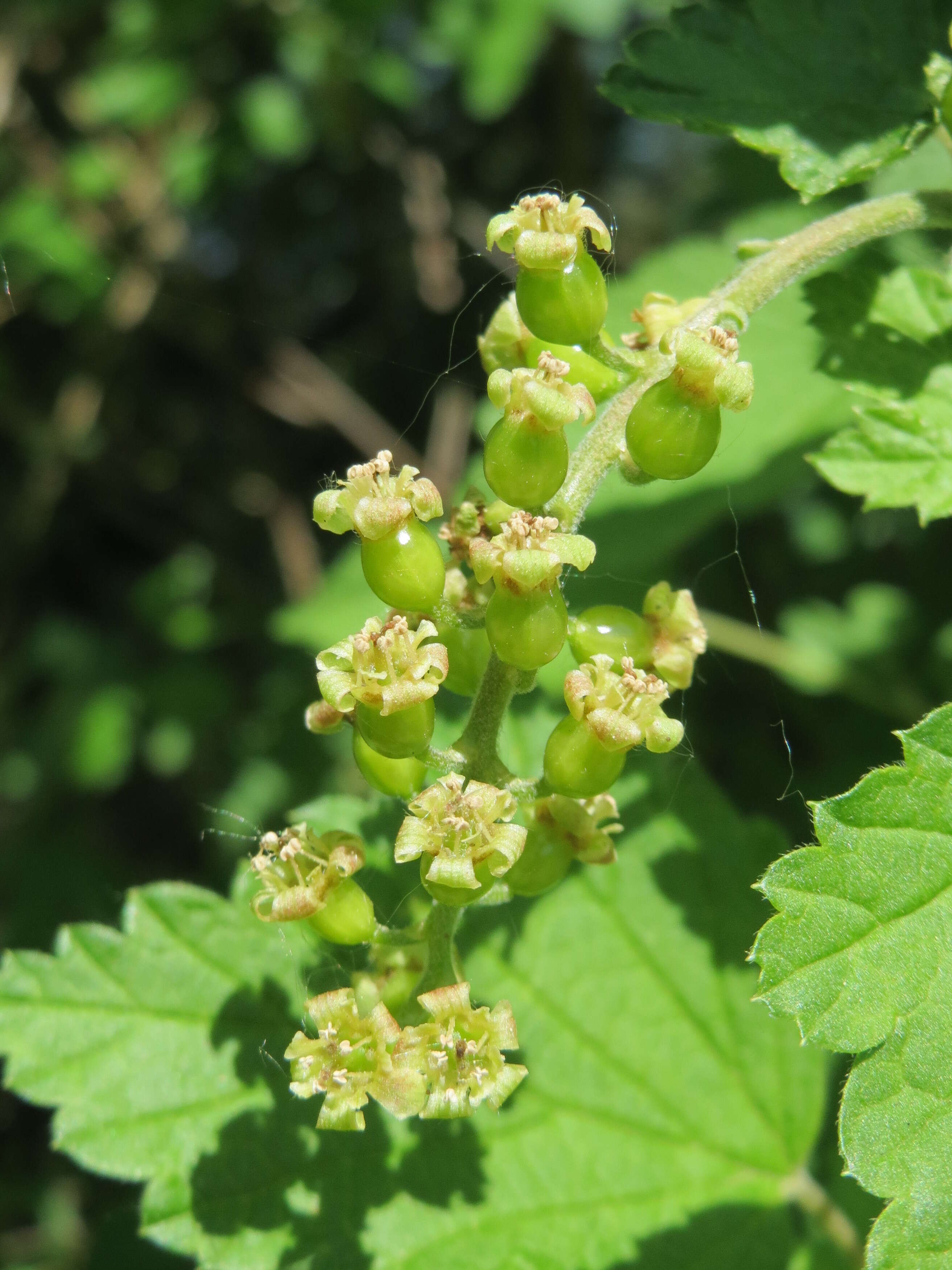 Image of Red Currant