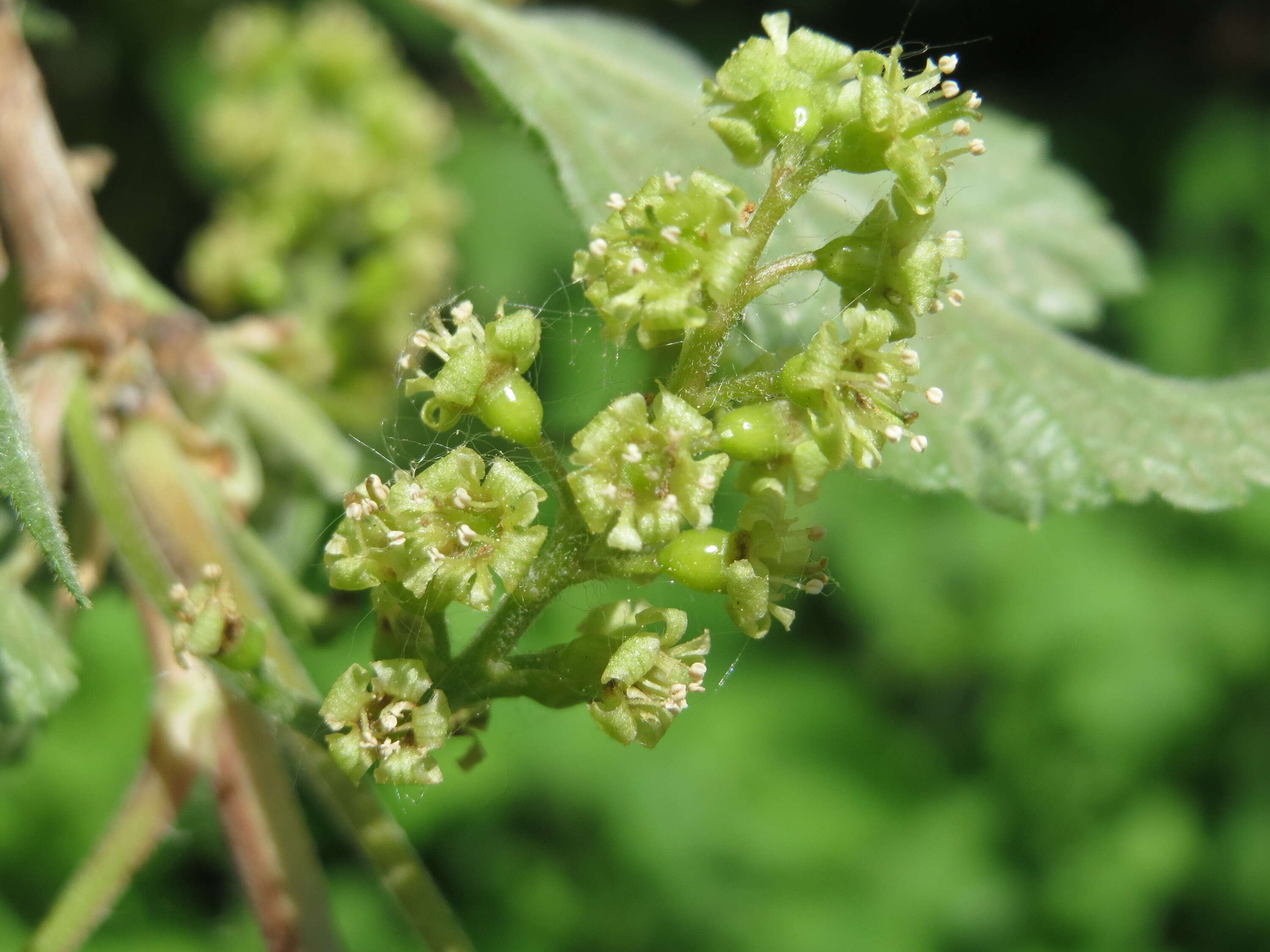 Image of Red Currant