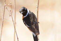 Image of Saxicola torquatus stonei Bowen 1931