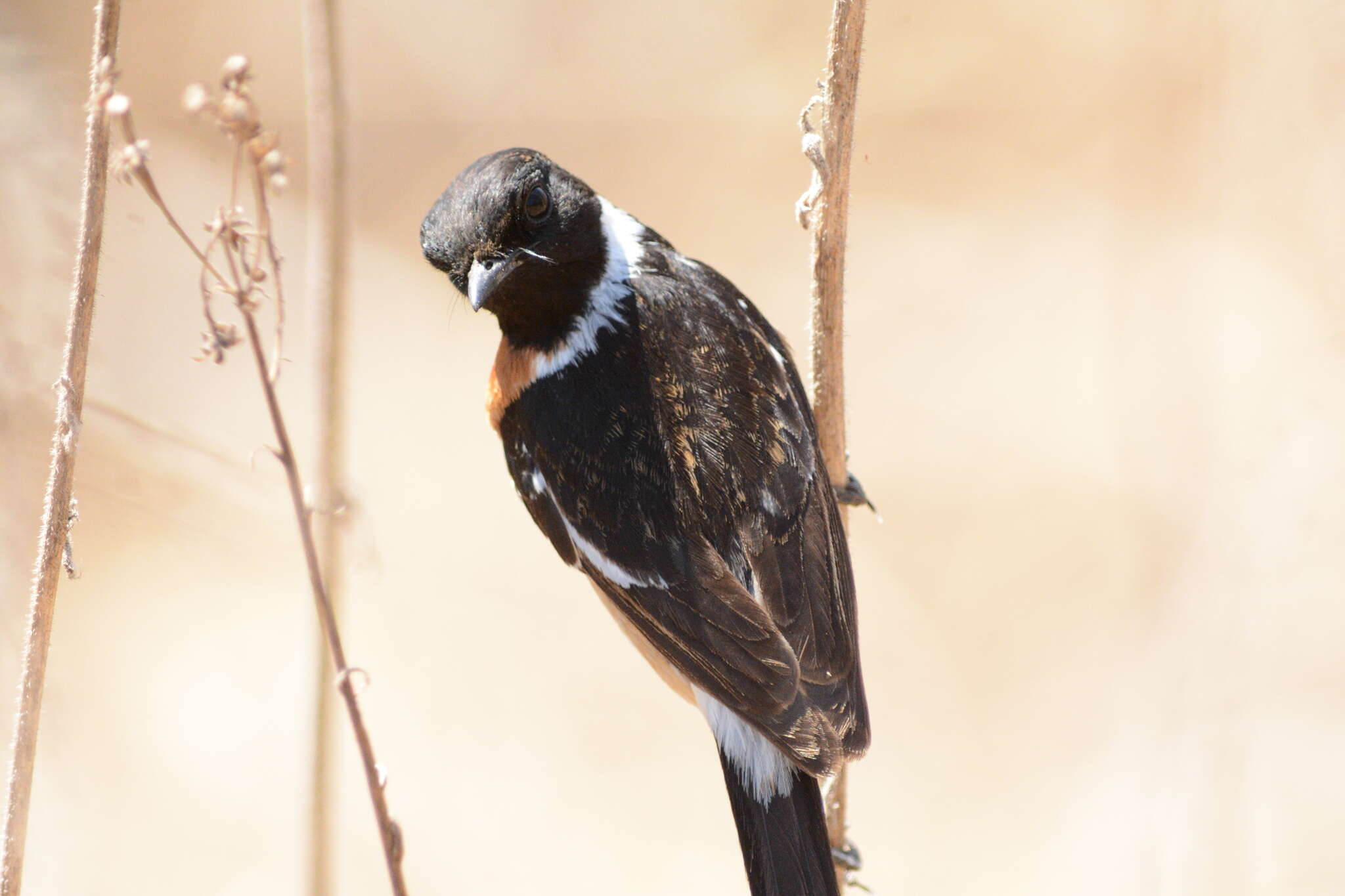 صورة Saxicola torquatus stonei Bowen 1931