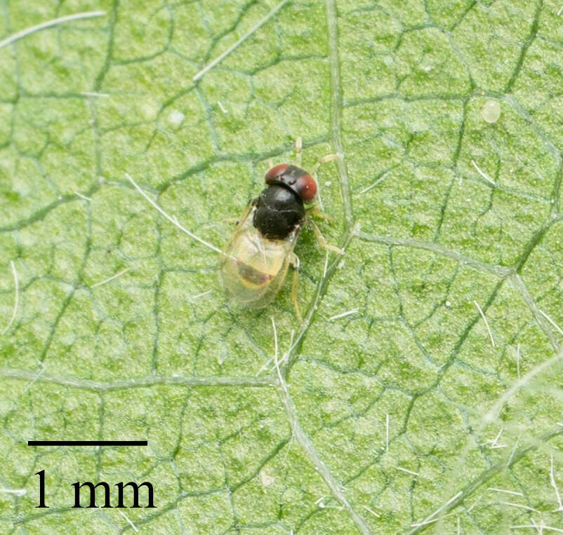 Image of Pteromalid wasp