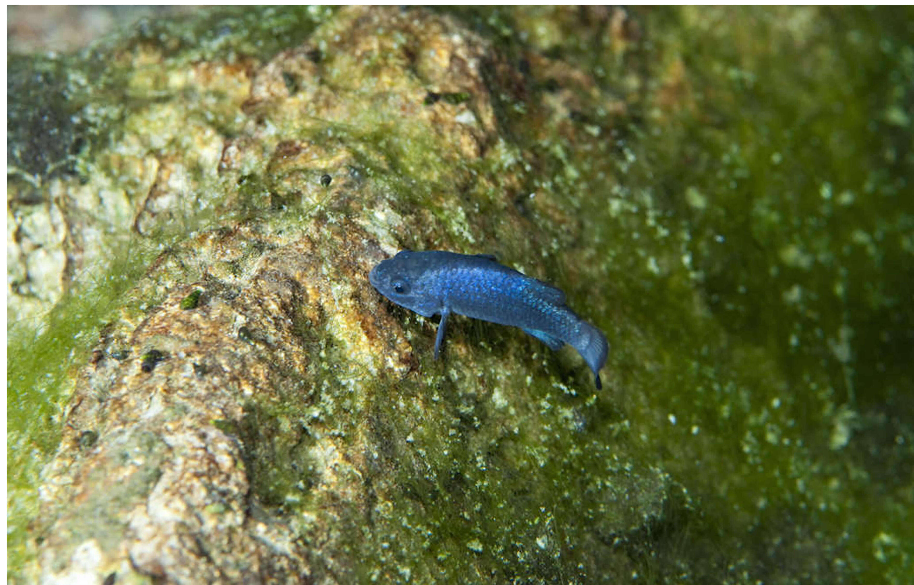 Слика од Cyprinodon diabolis Wales 1930