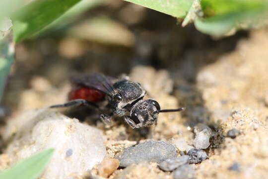 صورة Sphecodes johnsonii Lovell 1909