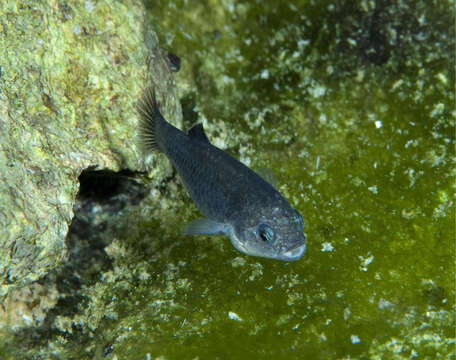 Image of Devil's Hole pupfish