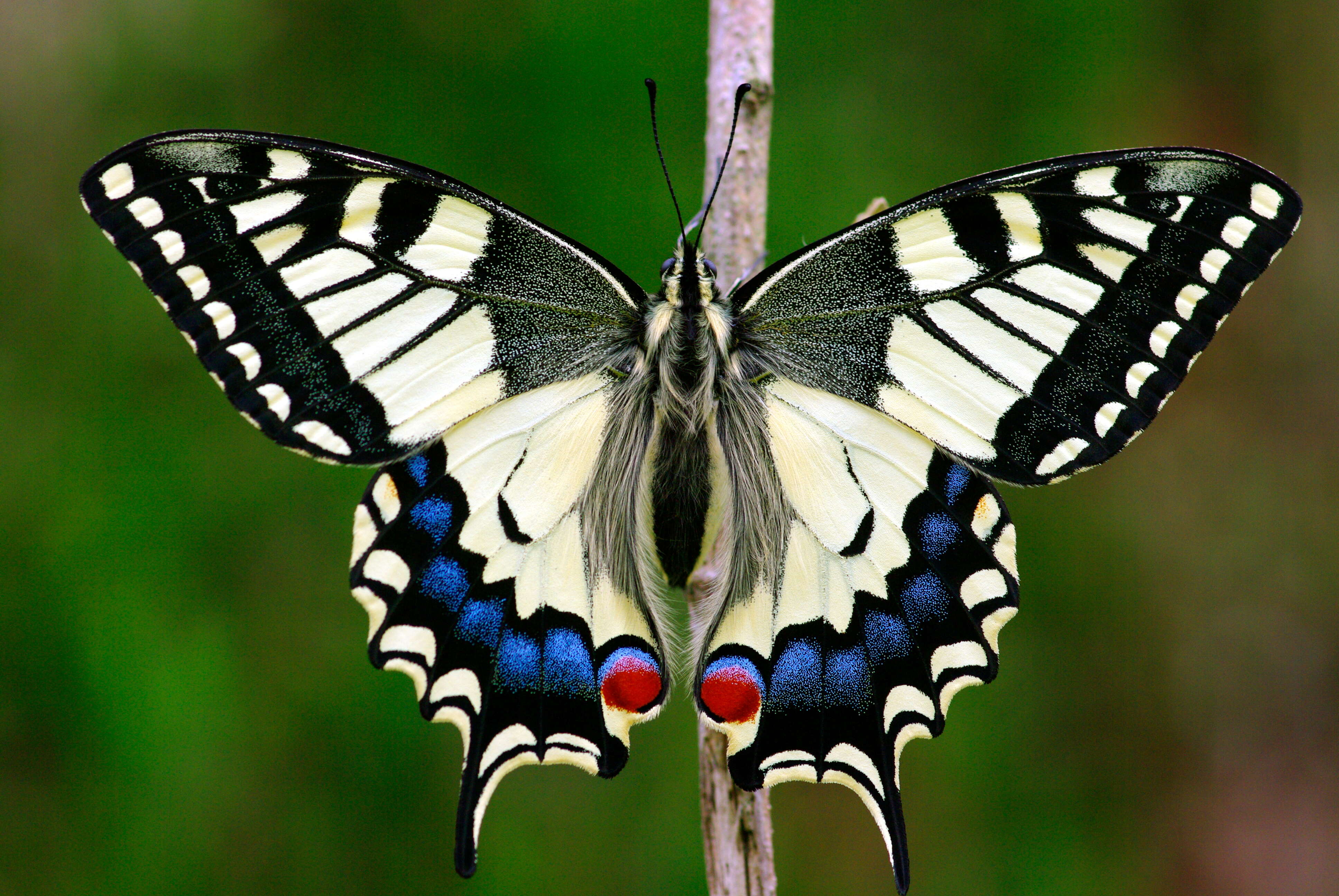 Image of Old World Swallowtail