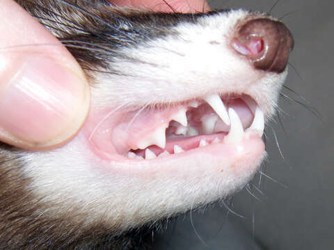 Image of domestic ferret