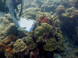 Image of boulder star coral