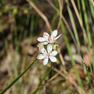 Image of Burchardia umbellata R. Br.