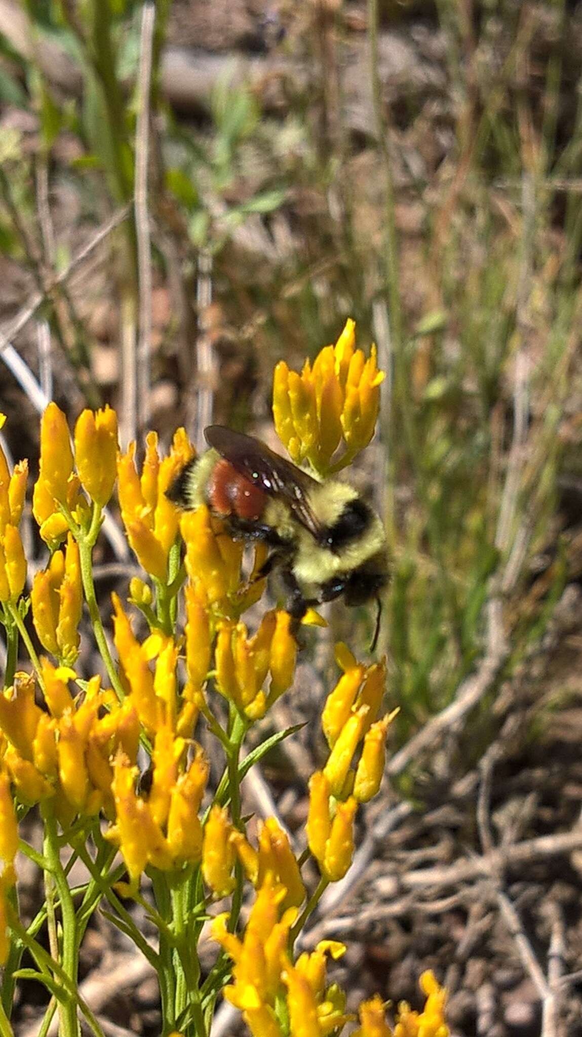 Слика од Bombus huntii Greene 1860