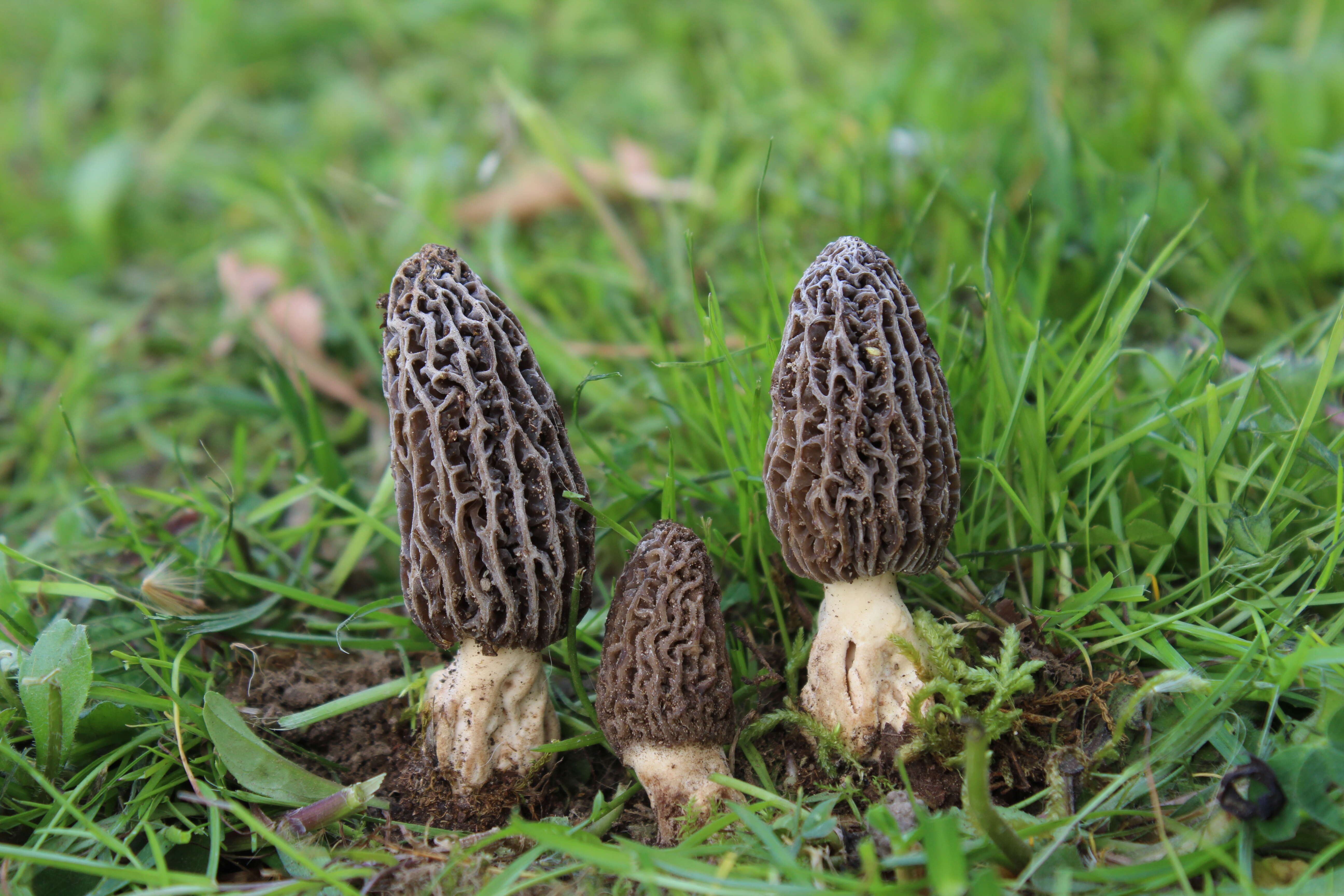 Image of Morchella tridentina Bres. 1898