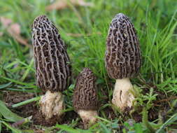 Image of Morchella tridentina Bres. 1898