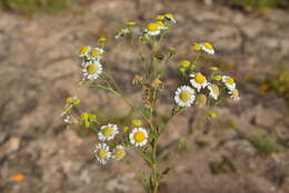 Image of Hymenothrix glandulopubescens (Waterf.) B. G. Baldwin