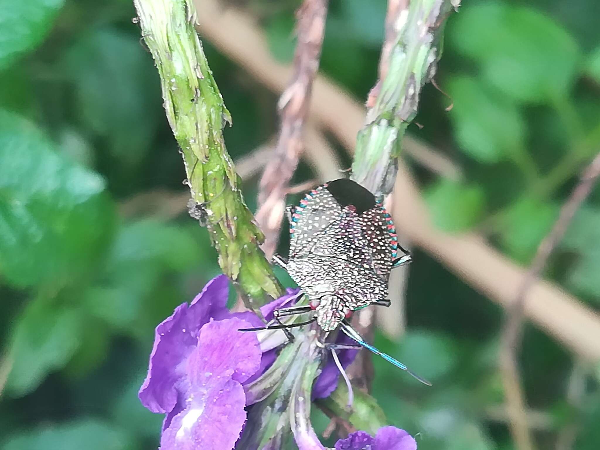 Image of Stink bug