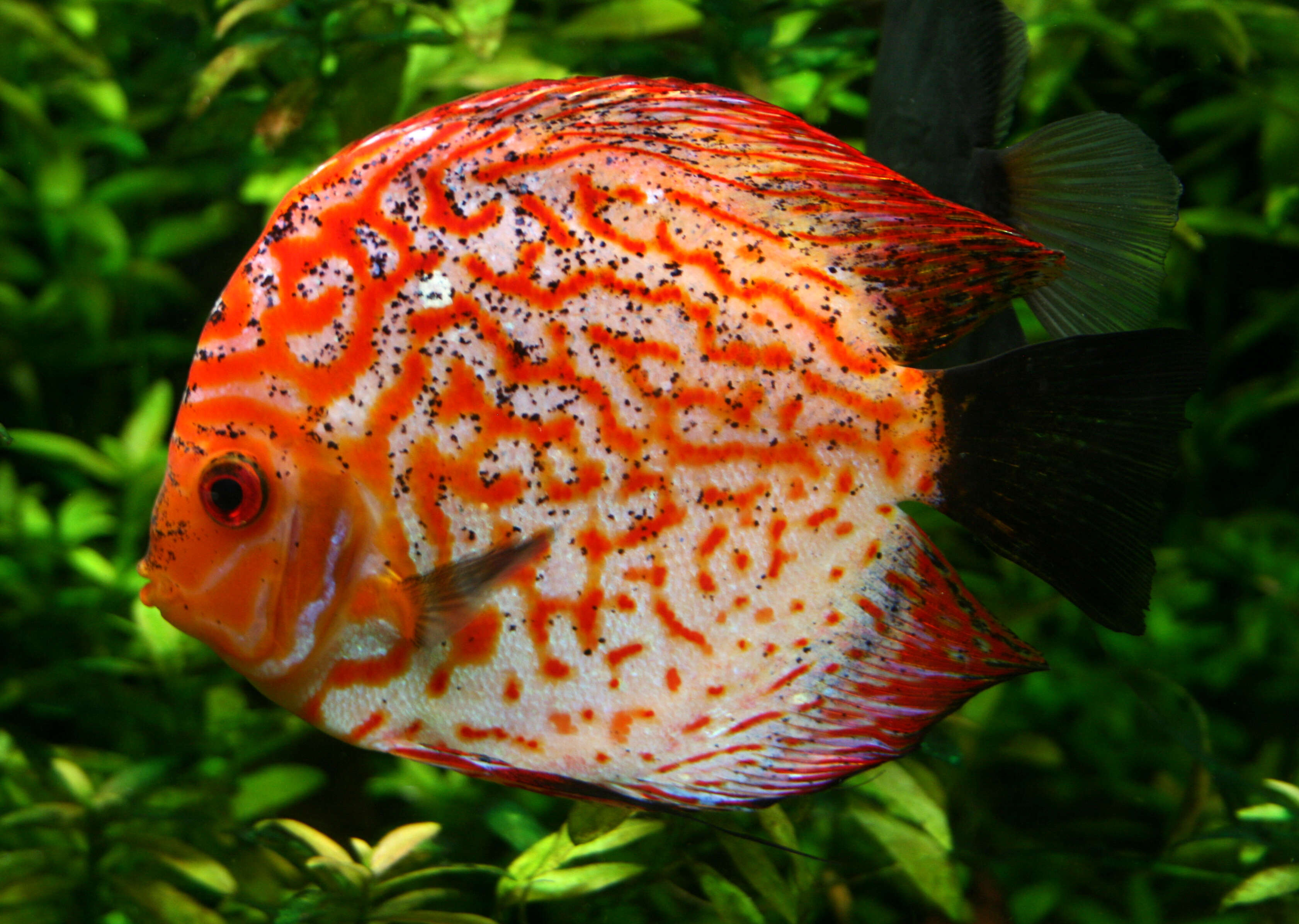 Image of Blue discus