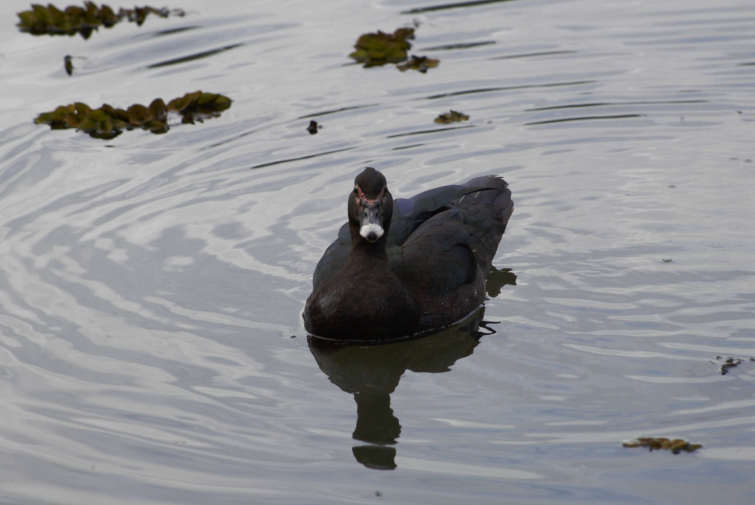 Image of Cairina Fleming & J 1822