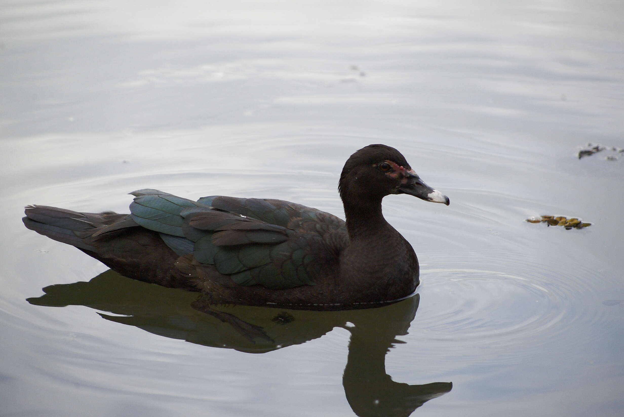 Image of Cairina Fleming & J 1822