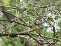 Image of Bay-breasted Warbler