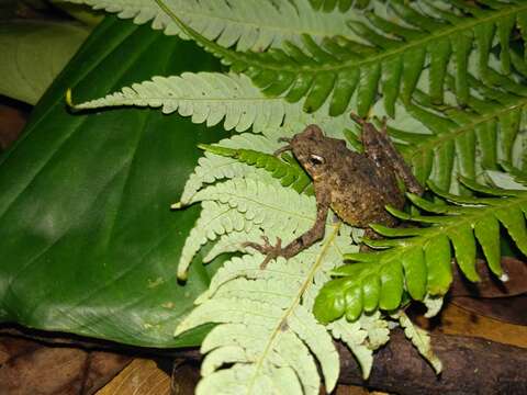 Image of Bourbon Toad