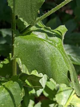 Image of Hesperis steveniana DC.