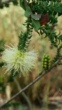 Imagem de Melaleuca densa R. Br.