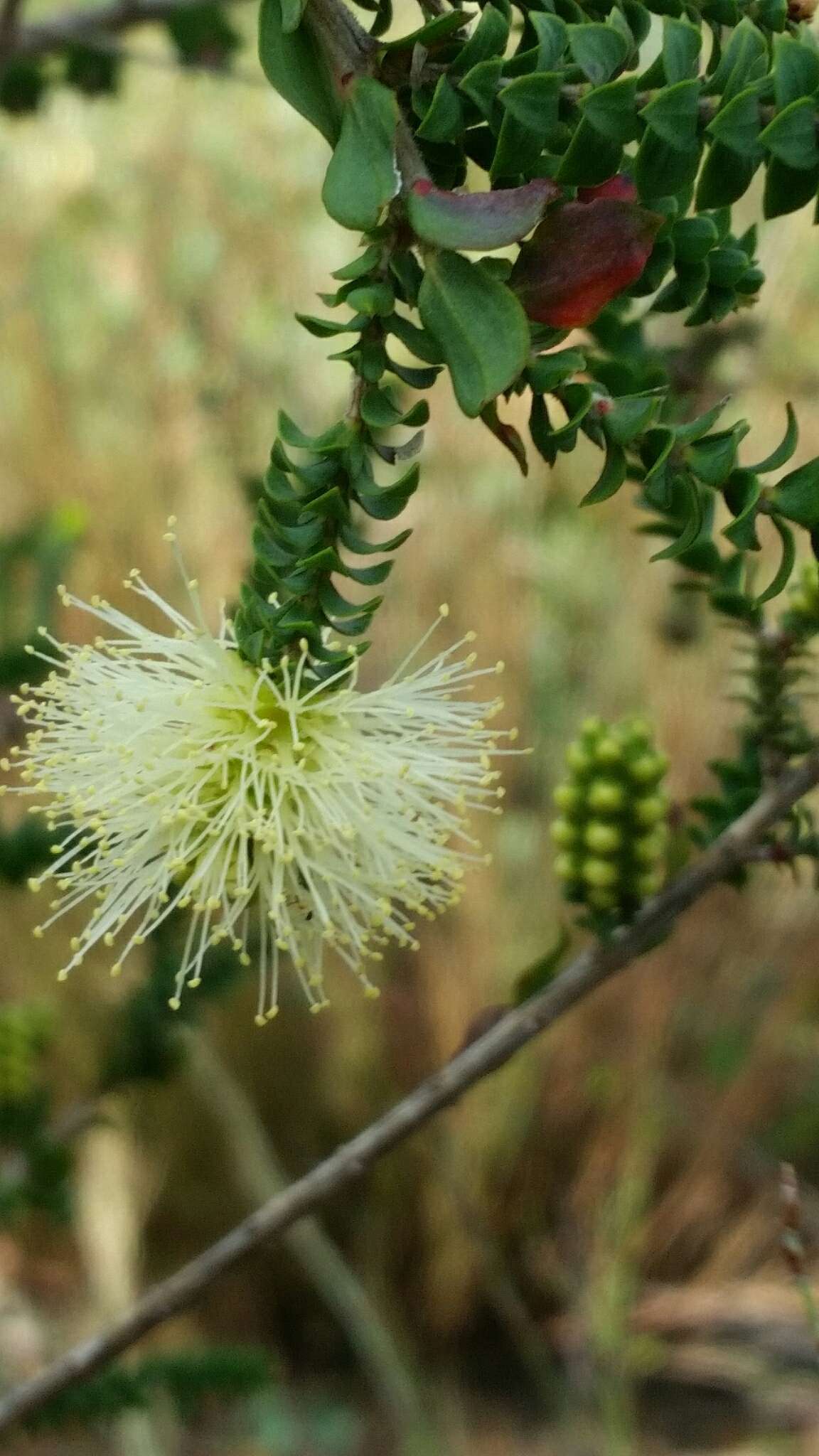 Imagem de Melaleuca densa R. Br.