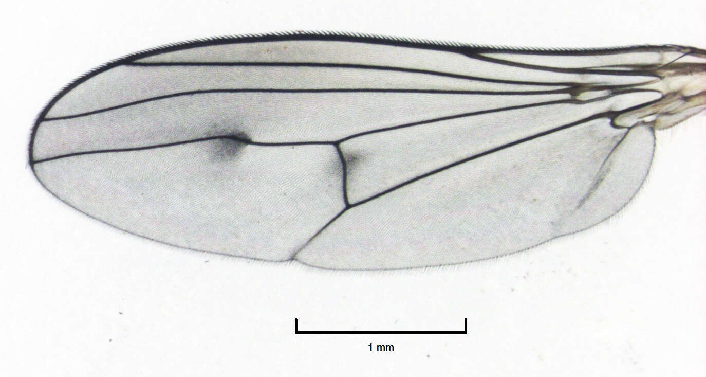 Imagem de Helichochaetus discifer Parent 1933