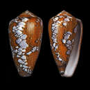 Image of Conus behelokensis Lauer 1989