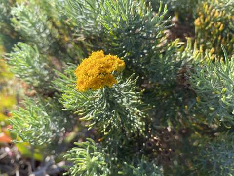 Слика од Athanasia crithmifolia subsp. crithmifolia