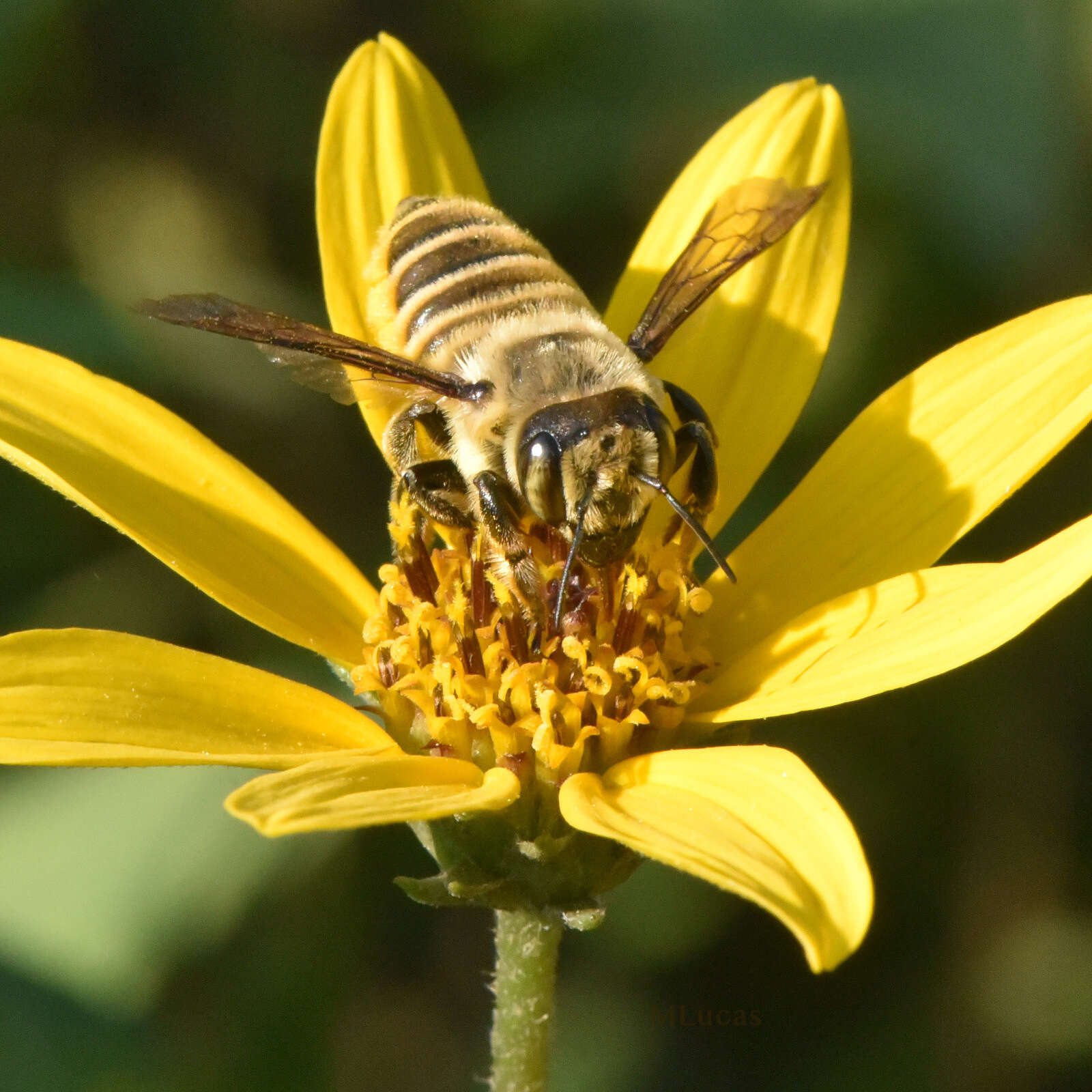 Image of Megachile fortis Cresson 1872