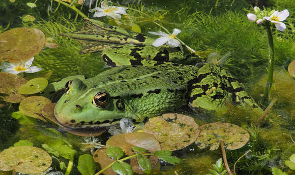 Image of Pelophylax esculentus