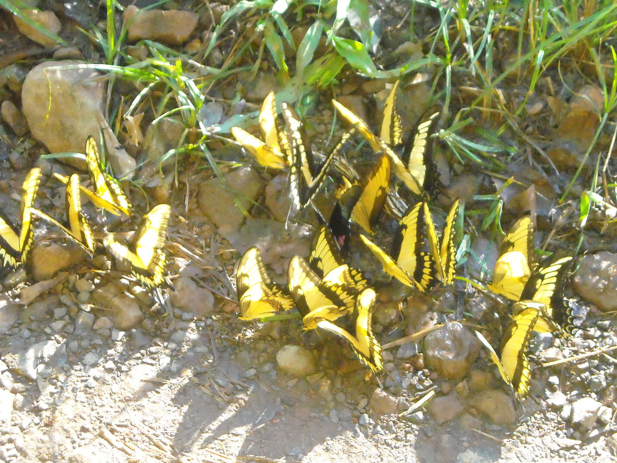 Image of Broad-banded Swallowtail