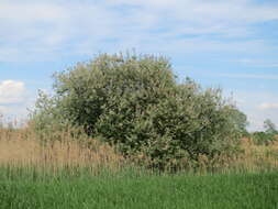 Image of Grey Willow