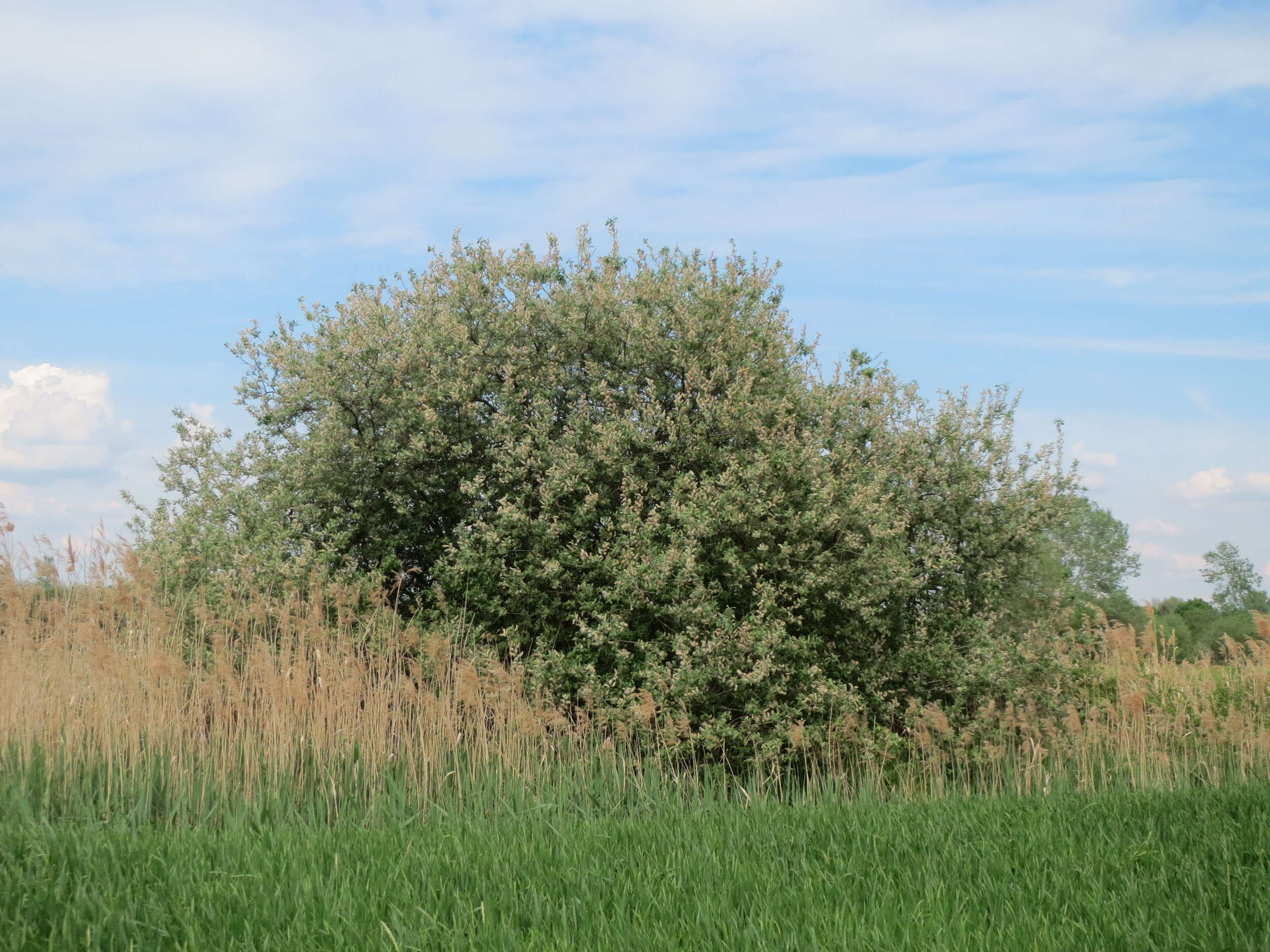 Image of Grey Willow