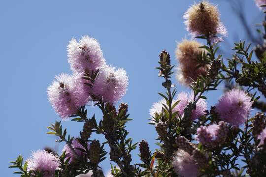 Image de Melaleuca striata Labill.