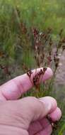 Image of Narrow-Panicle Rush