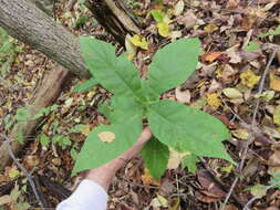 Triosteum aurantiacum E. P. Bickn. resmi