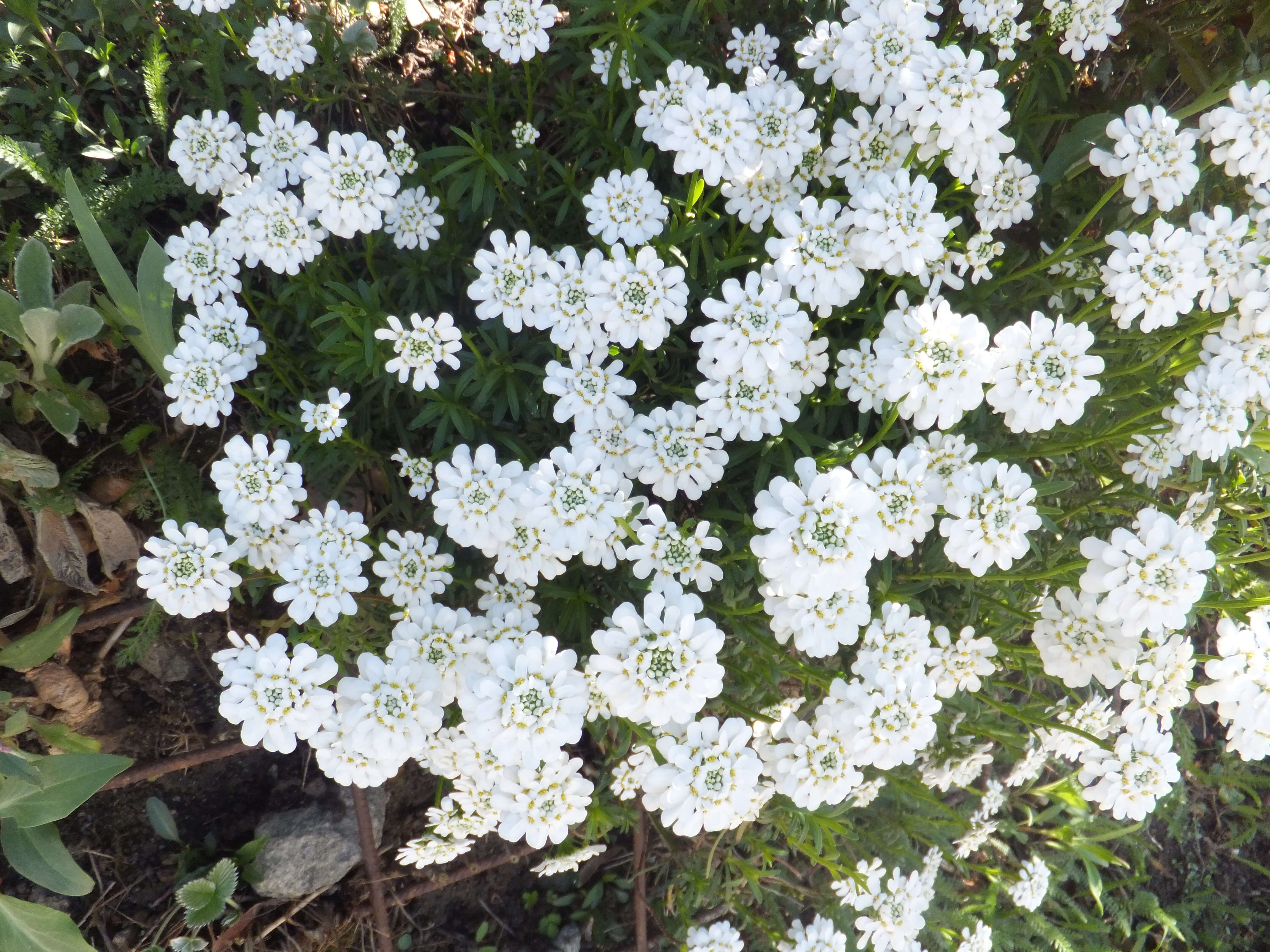 Plancia ëd Iberis sempervirens L.