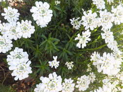 Imagem de Iberis sempervirens L.