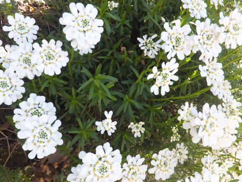 Imagem de Iberis sempervirens L.