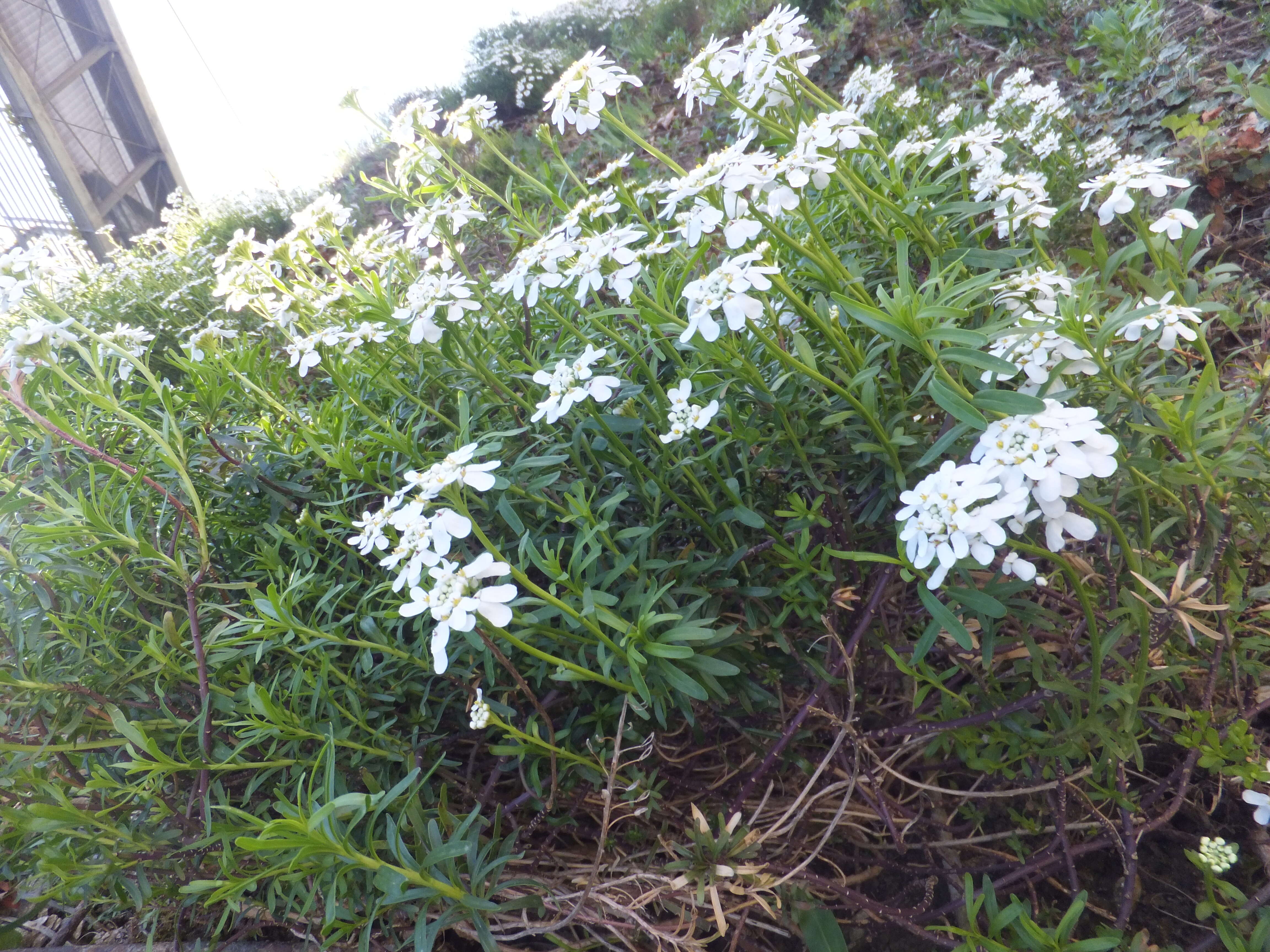 Plancia ëd Iberis sempervirens L.