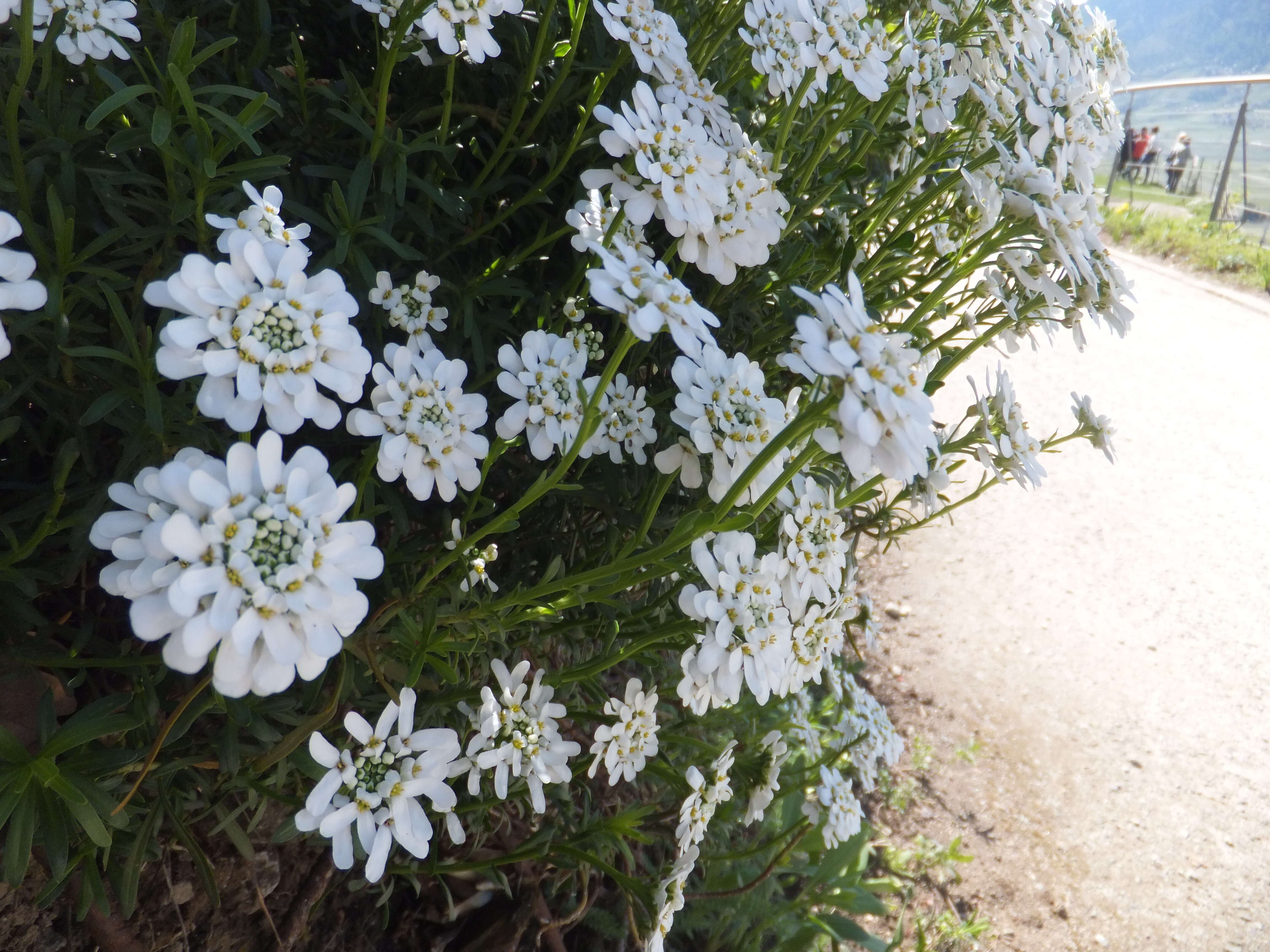 Plancia ëd Iberis sempervirens L.