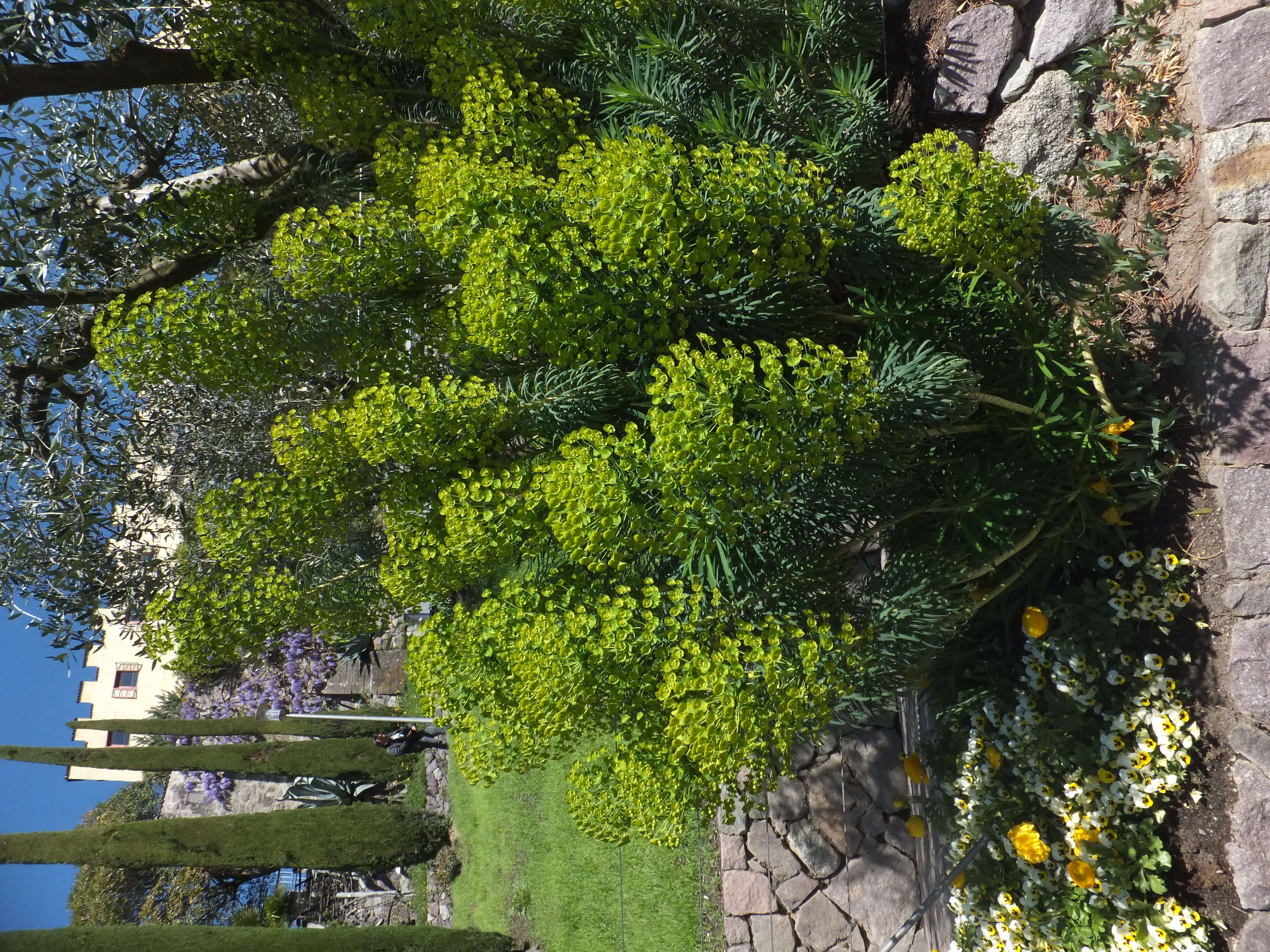 Image of Albanian spurge