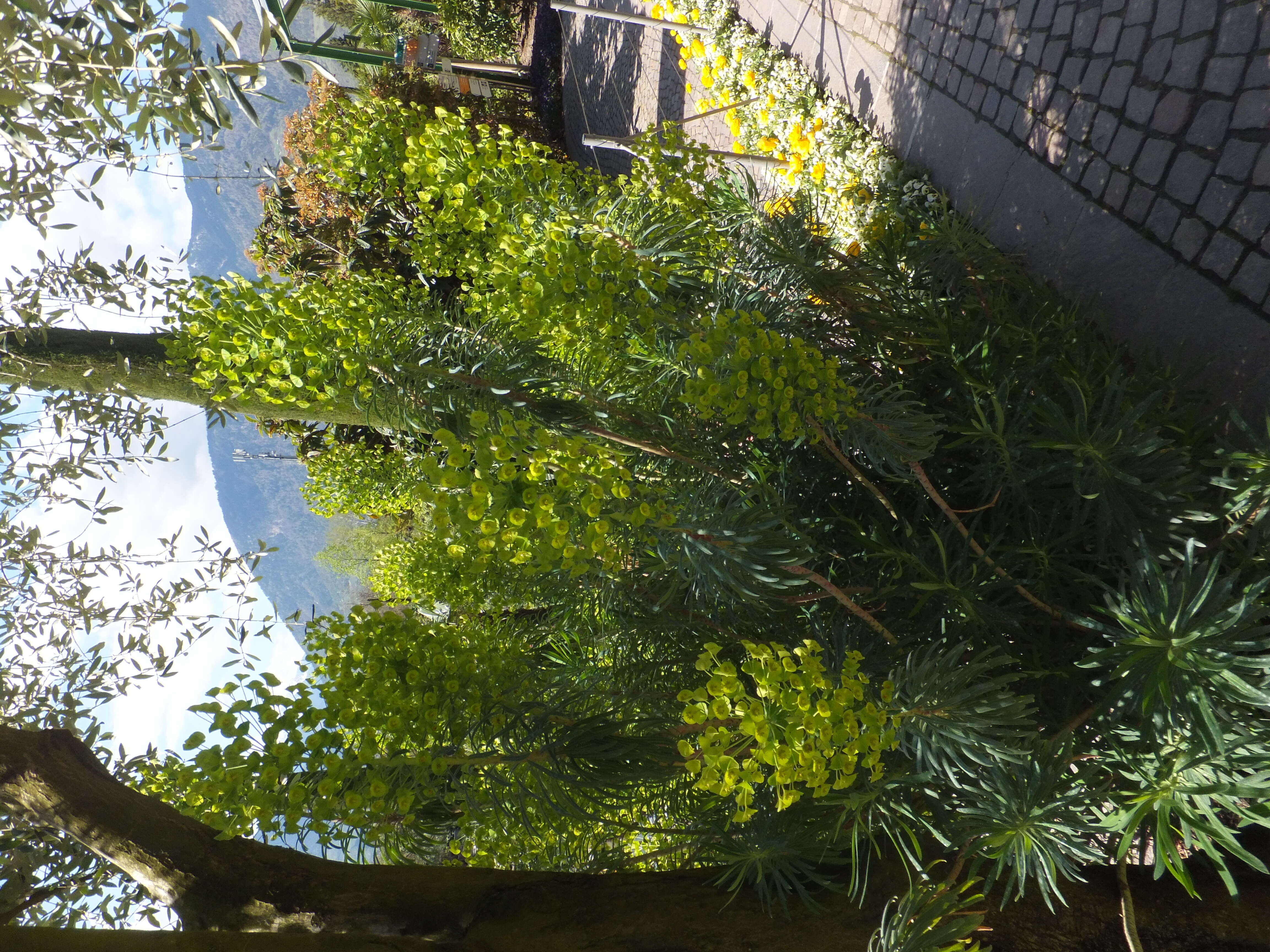 Image of Albanian spurge