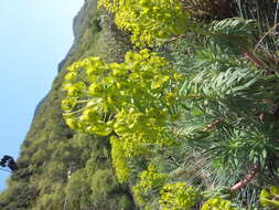 Image of Albanian spurge