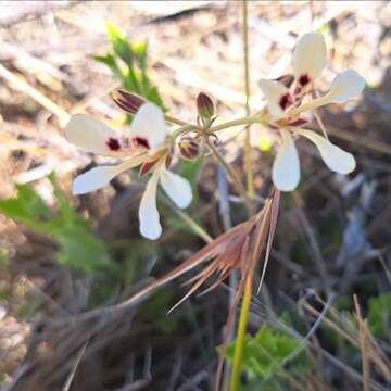 Image of Wineblotch Storksbill