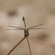 Imagem de Ictinogomphus australis (Selys 1873)