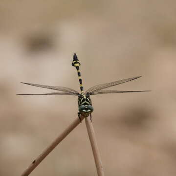 صورة Ictinogomphus australis (Selys 1873)