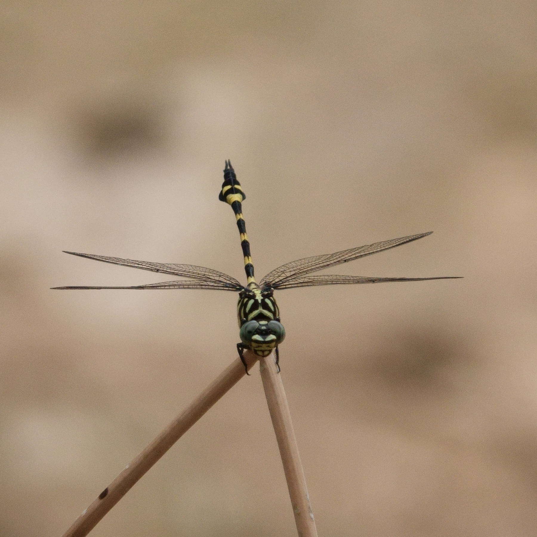 Image of Ictinogomphus australis (Selys 1873)