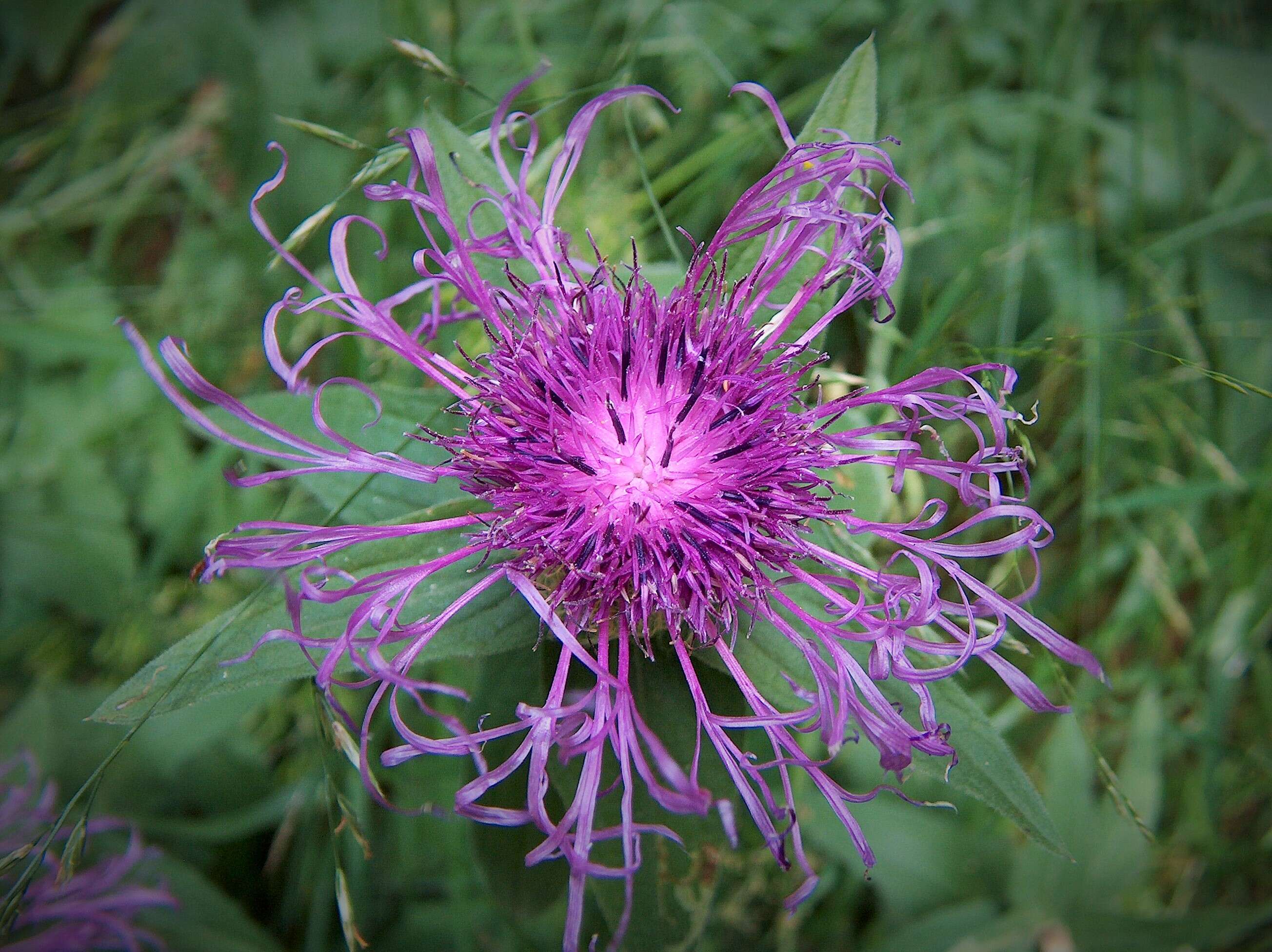 Centaurea nervosa Willd. resmi